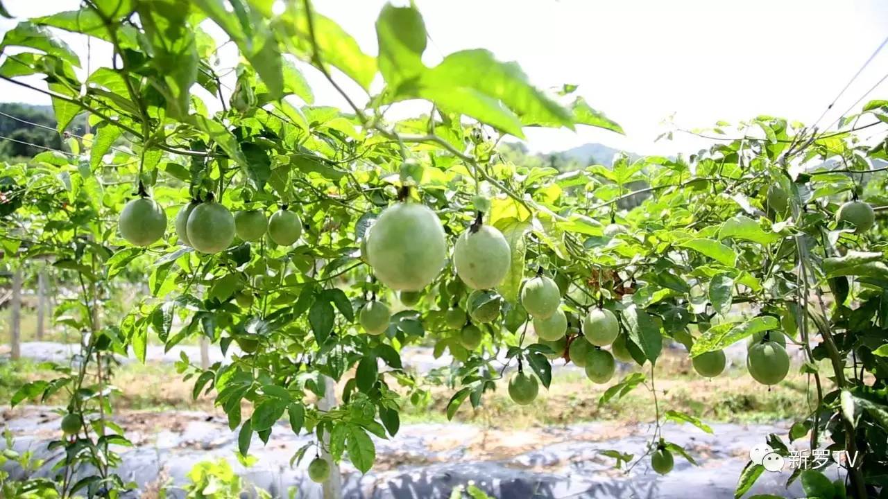 百香果种植 百香果种植几年可以结果