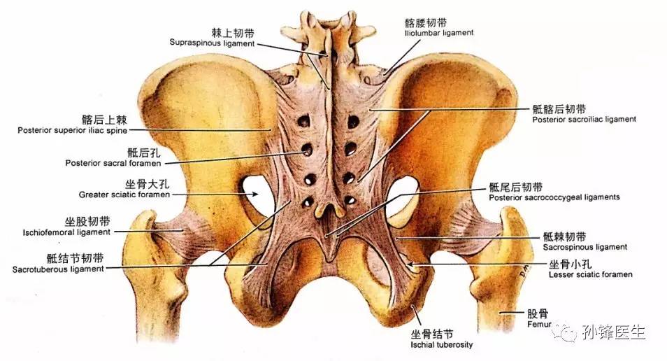 骨盆背面图片结构图图片