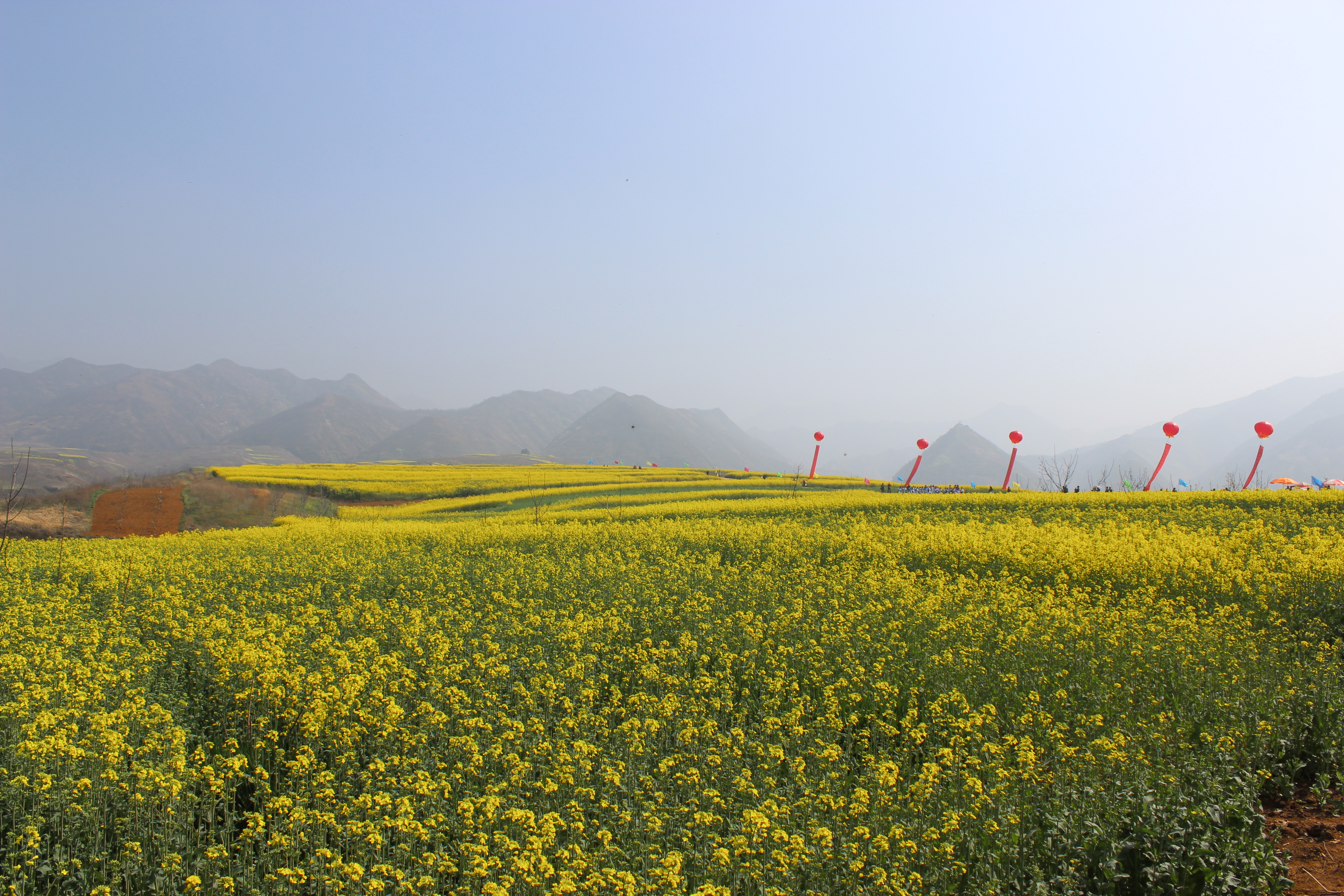 蓝田油菜花观赏地图片