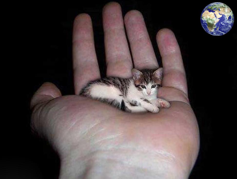 世界上最小的猫可爱图片