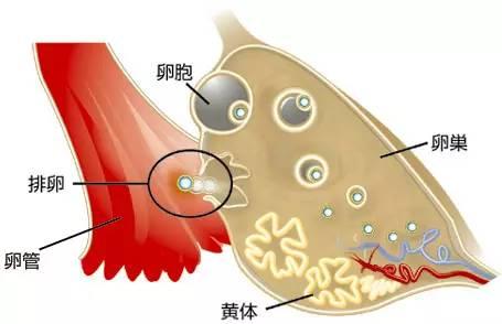 黄体酮的位置示意图图片