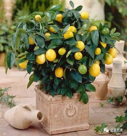 【盆景艺术】盆栽柠檬的结果技术