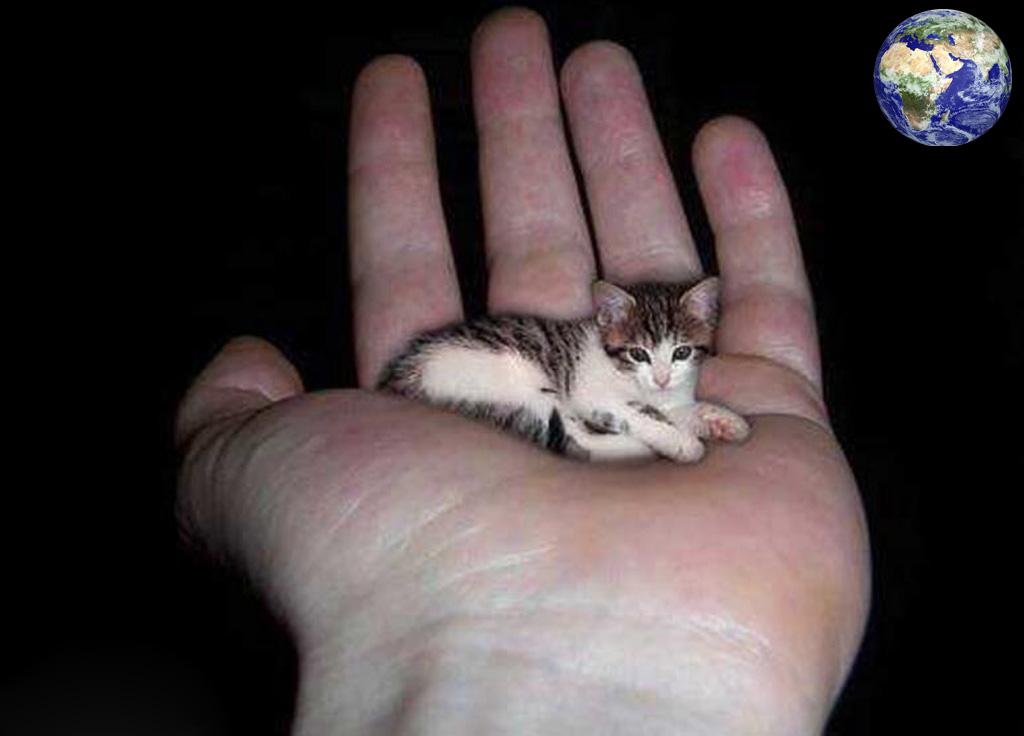 世界上最小的猫咪,一只手掌能托三只茶杯能当窝睡