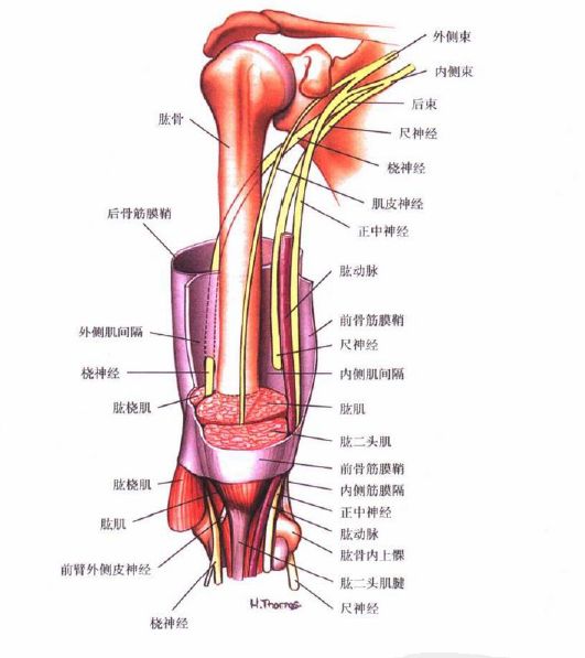 胳膊解剖图图片