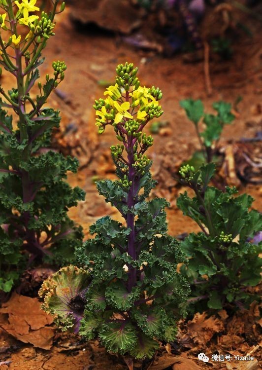 羽衣甘蓝的花,和油菜花区别拉大1717油菜花俗名 胡菜,说明它是