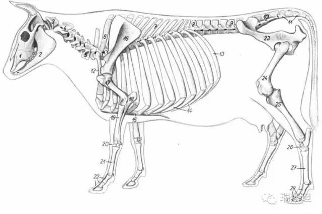 牛前肢骨骼图片和标注图片