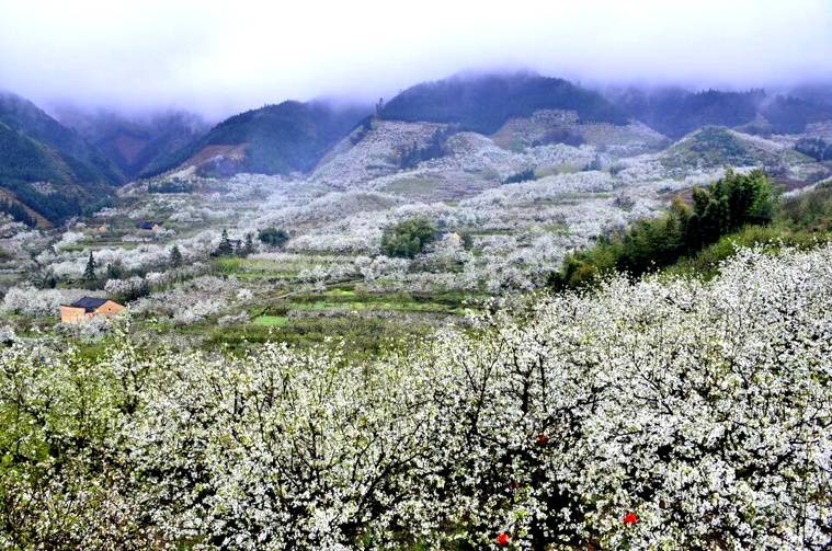 灌阳米竹山梨花图片