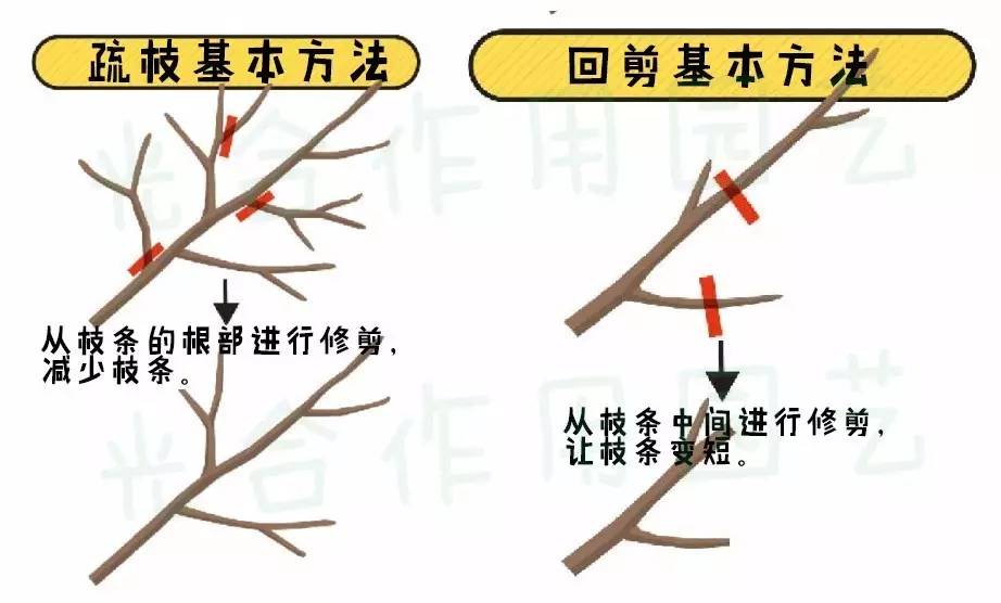 树木的修剪方法分为两种,一种是从枝干根部进行修剪,称为疏枝,一种