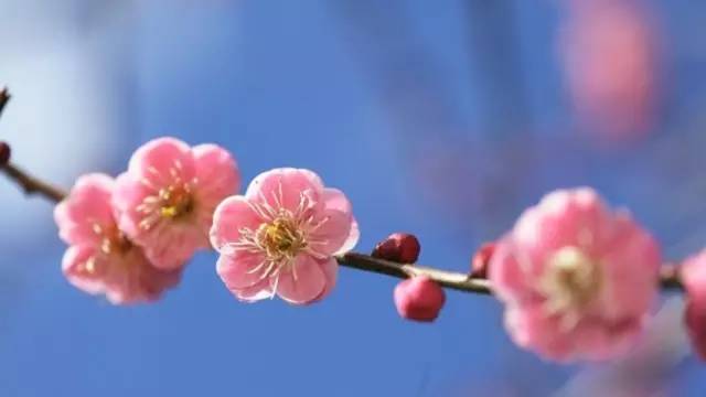 怎樣分辨桃花杏花李花櫻花梨花