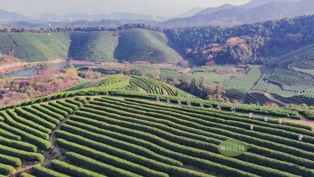 白龍潭▼葉埠橋村▼何家村▼上城埭村▼龍塢茶園▼年年豐收有清茶啊