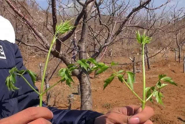 西井峪春天的野菜,比肉还好吃,比药更养生