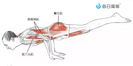 61 说明与其他鸟类姿势(鹰,乌鸦,公鸡等)一样,孔雀式包括弯曲胸椎