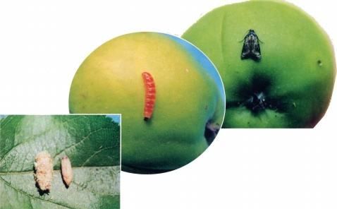 桃蛀螟与桃小食心虫图片