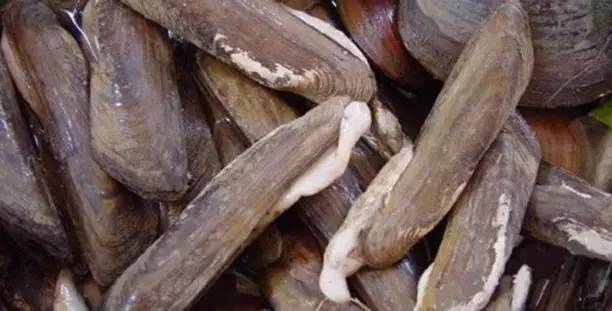 义河蚶本名车鳌,亦作砗螯,学名橄榄蛏蚌,属全国稀有