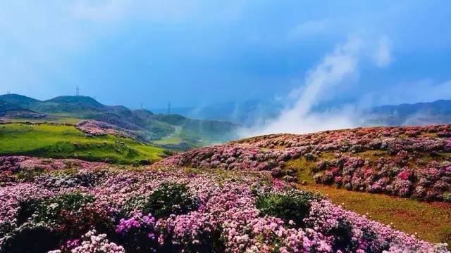 云南边上,乌蒙草原,10万亩杜鹃花开成海!