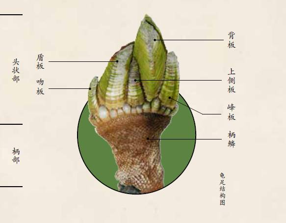 神奇宝贝龟脚脚进化图片
