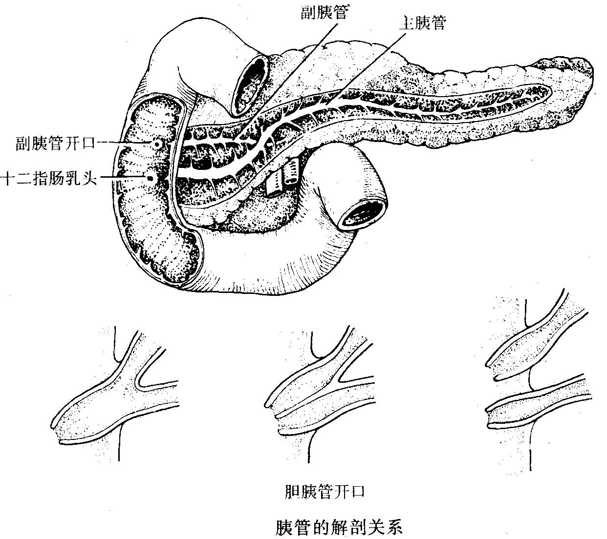 胰管解剖图片