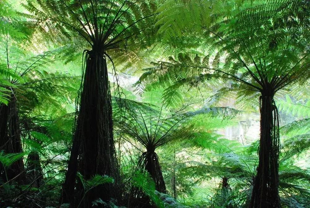 小布打探厉害了江津发现340余亩国家二级重点保护野生植物桫椤种群