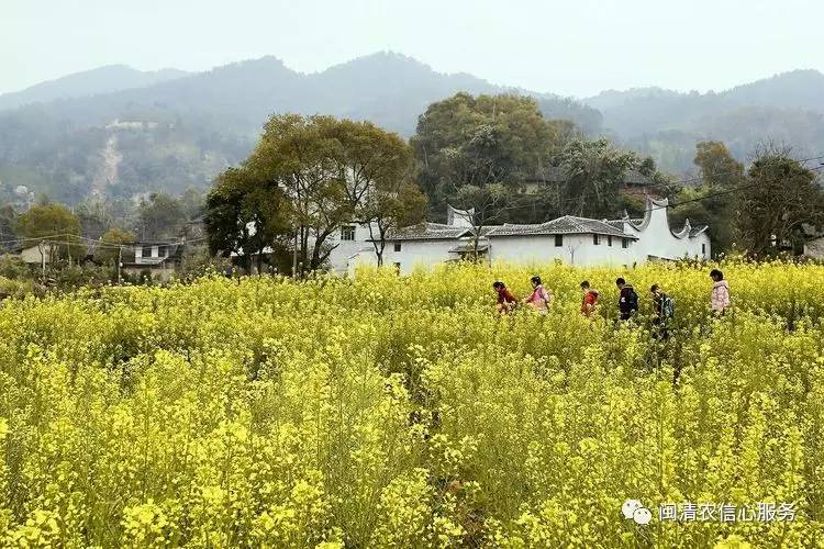 十里桃花不如你闽清霞溪村的美景赶紧为它投上一票吧