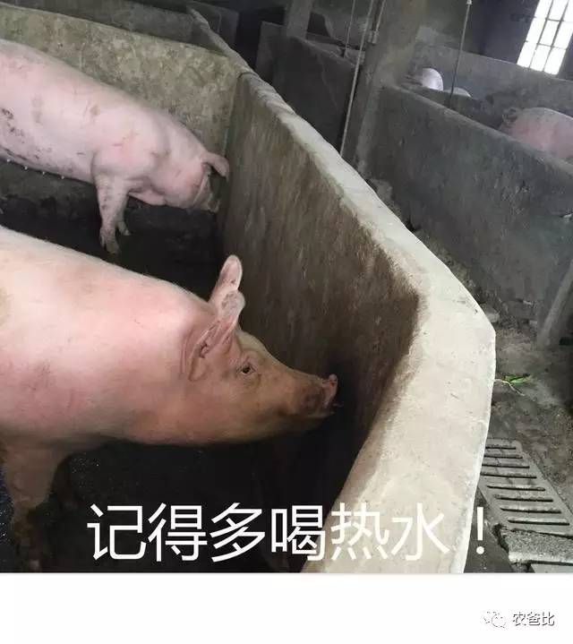 猪洗脸的表情包 玩水图片