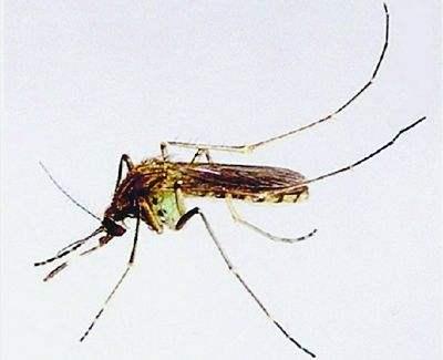 淡色库蚊致倦库蚊库蚊成虫的特征是翅大多无斑,体色是棕黄色,身体在