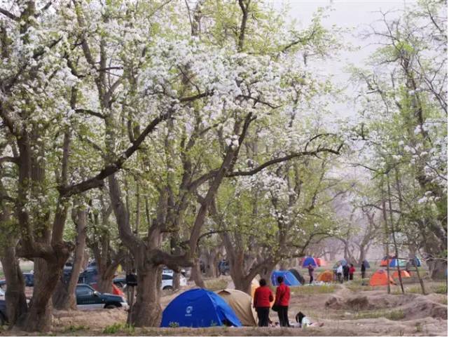 黄河儿闻名,每逢阳春四月,这里就成了花的世界,成片成片雪白的梨花,在