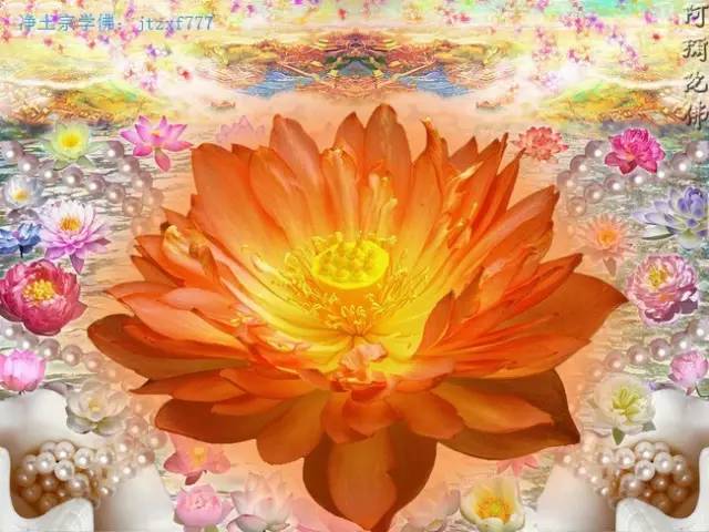 佛教七种莲花图片