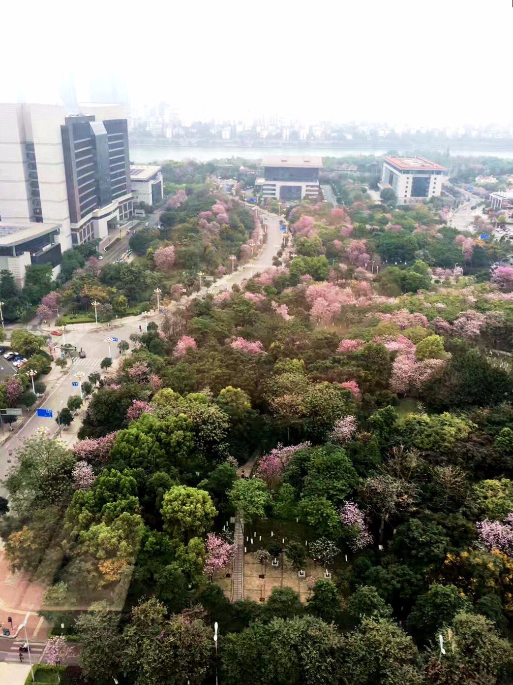 三中路紫荆花图片