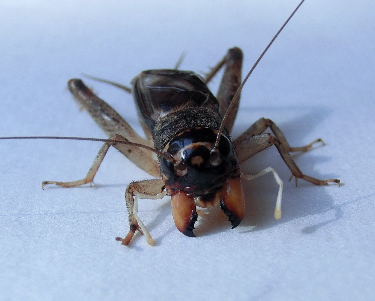 蟋蟀竹钉牙图片图片