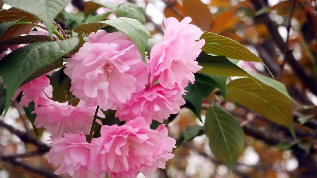 怡卉园樱花图片