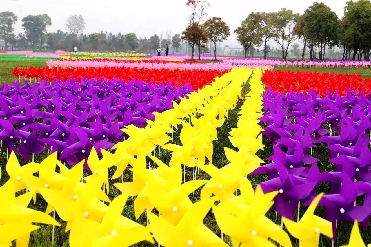 踏青江油市首届荷兰花海风车文化节震撼来袭免费门票大派送送送