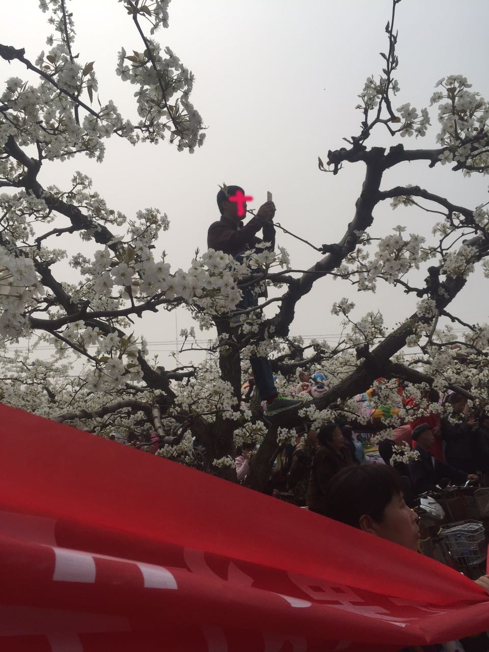 曲阳县梨花节开幕(附视频)