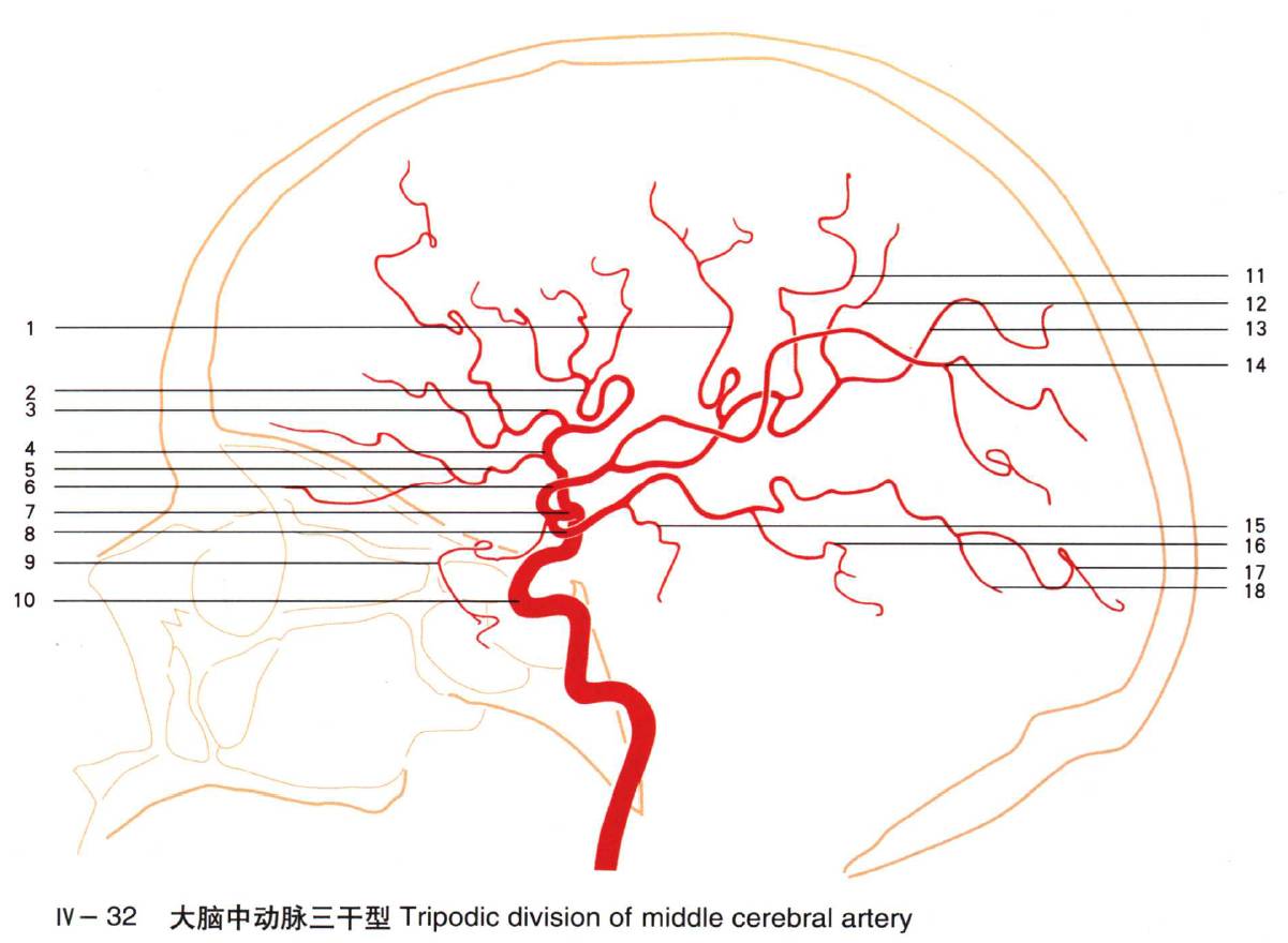 颞后动脉9.颞枕动脒8.角回动脉7.顶后动脉6.顶前(中央后沟)动脉5.