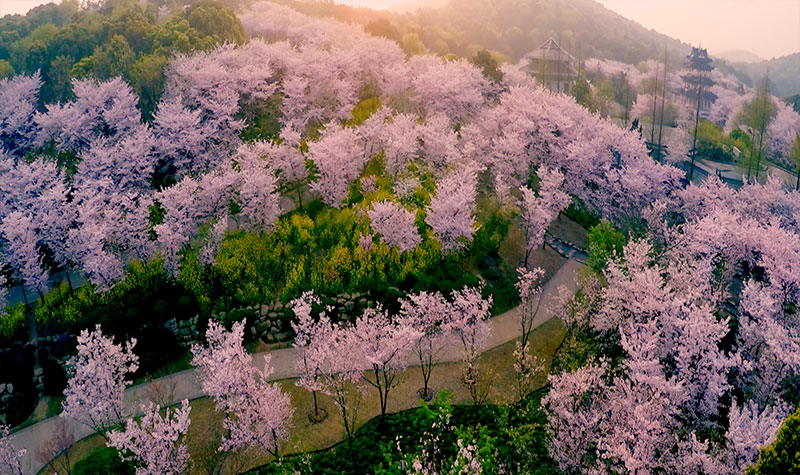 芜湖十里江湾公园樱花图片