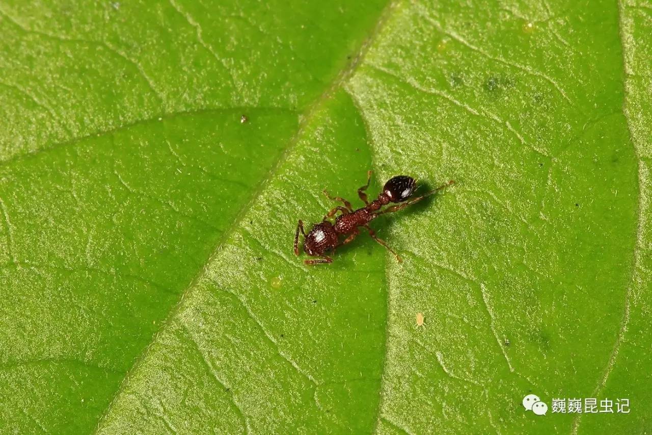 山大齒猛蟻odontomachus monticola屬猛蟻亞科ponerinae,體褐黃色至黑