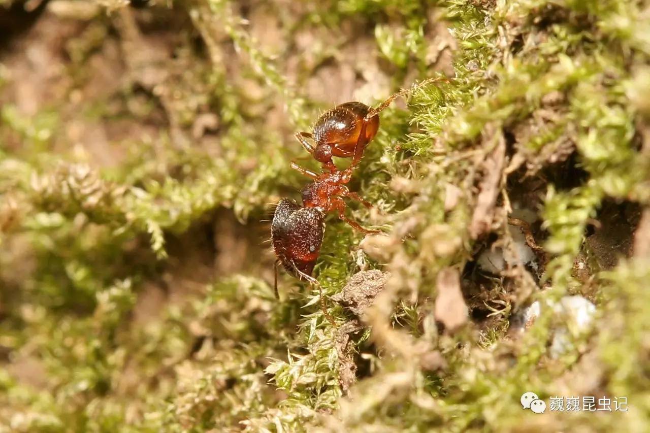 山大齒猛蟻odontomachus monticola屬猛蟻亞科ponerinae,體褐黃色至黑