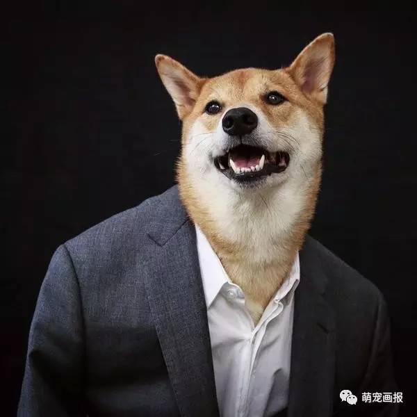 这只柴犬穿上西装,比你还要帅