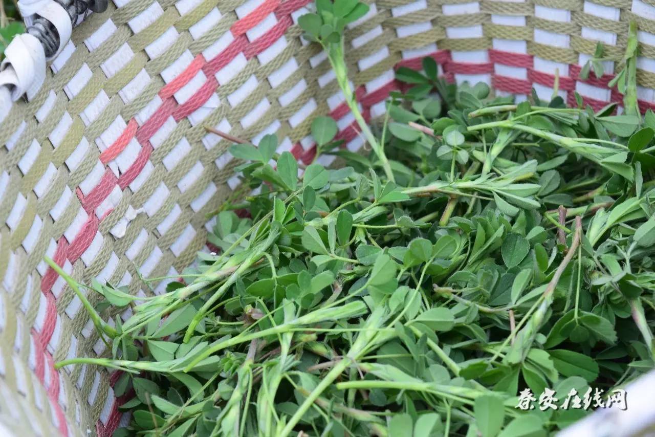 掐苜蓿,採野菜,勻桃花——最真實的秦安一角