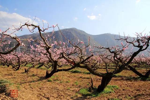 天水麦积区元龙镇"十里桃花"花开正艳.