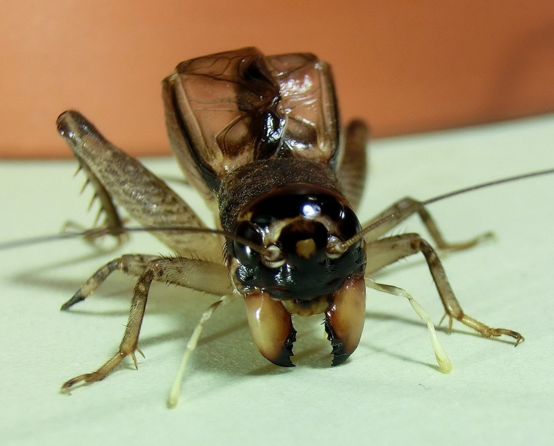 蟋蟀外貌图片