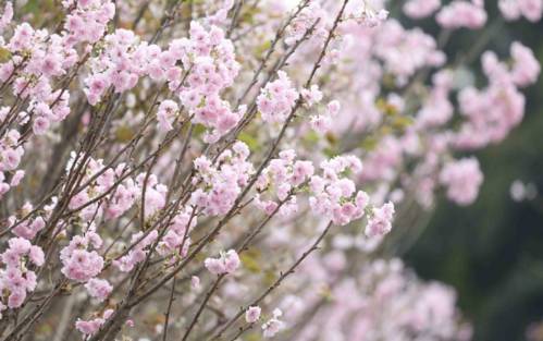 蒲江樱花岛图片