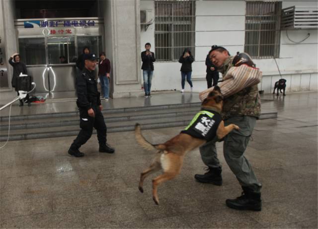 行李是否有爆炸物进行识别如果有爆炸物,警犬就会坐或趴在行李前报警