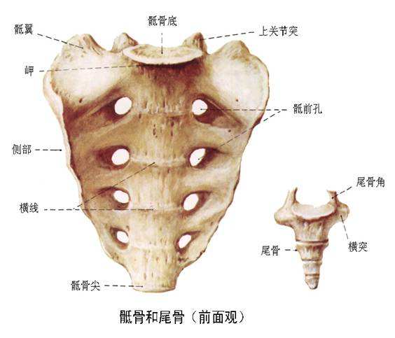 骶髂拼音怎么读图片