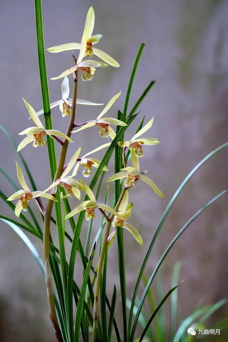 今日分享花中君子:兰花