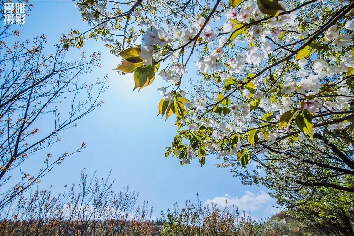 大岚樱花图片