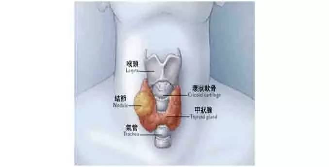 喉结在哪个位置图片