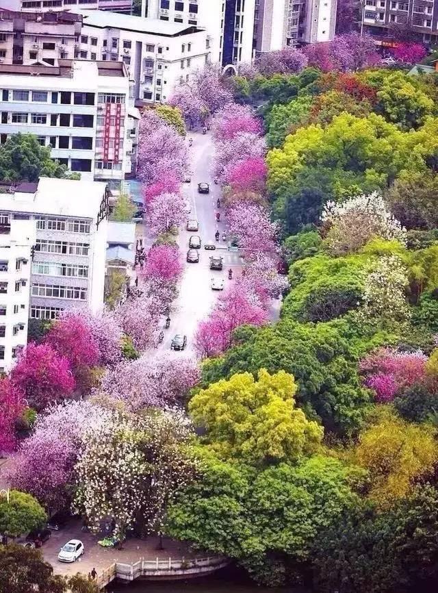 广西柳州24万株紫荆树花开满城 变身花园城市好看