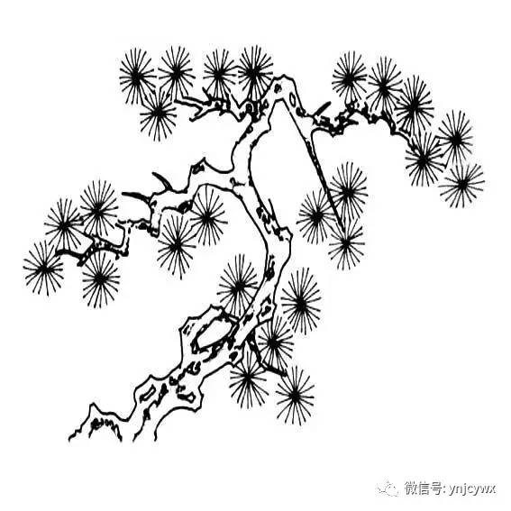 松树的画法 线描图片