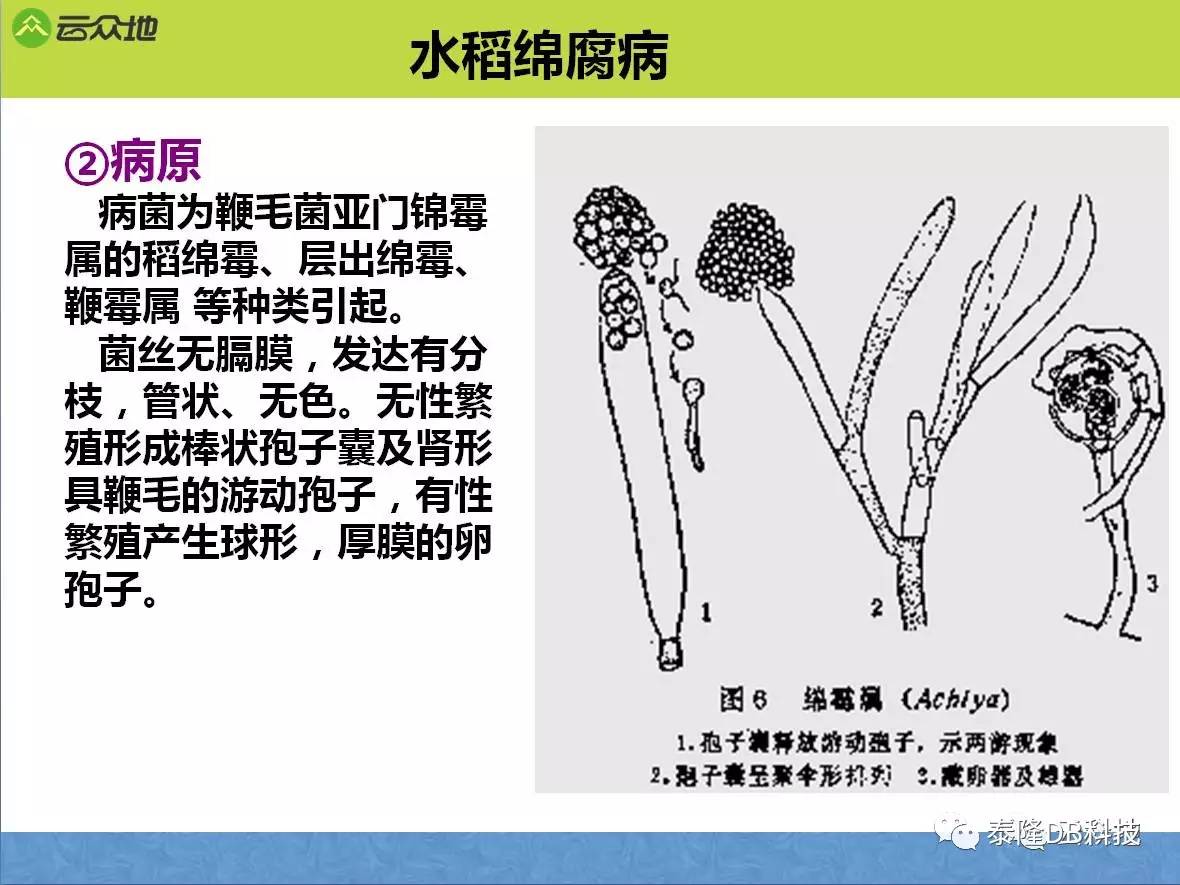 首先,简单学习下水稻苗期三大常见侵染性病害知识:水稻正在进行育秧