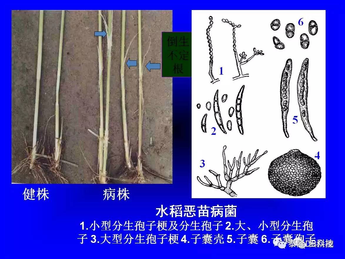 首先,简单学习下水稻苗期三大常见侵染性病害知识:水稻正在进行育秧